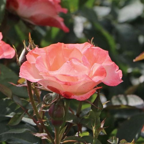 Rosal Auf die Freundschaft ® - blanco - rojo - Rosas Floribunda